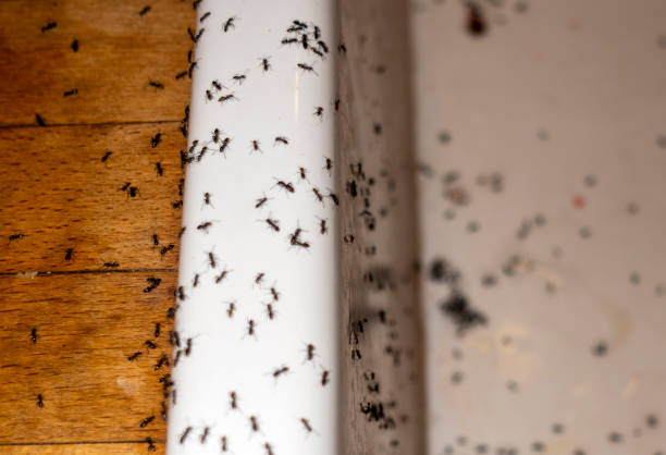 Best Spider Control Near Me  in Inverness, FL