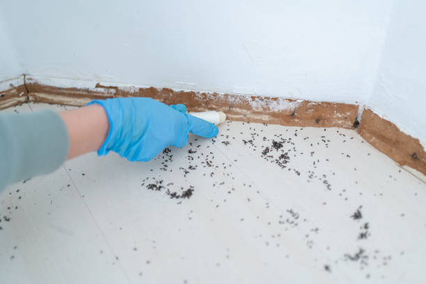 Best Ant Control Services  in Inverness, FL